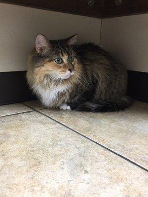 My cat hiding from veterinarian.