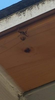 The web this spider made had a span of about 5 feet.  Thank you Adam for getting rid of it!