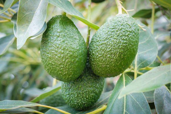 We have the largest selection of avocado trees in Southern California.