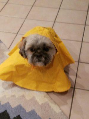 Ok he is not a fan of the rain coat but I'm gonna make him wear it anyways.