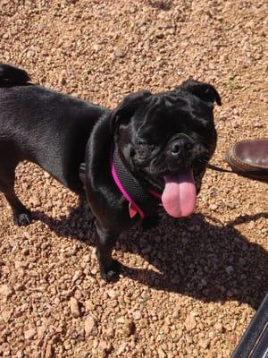 The Ranch For Canine Training and Behavior