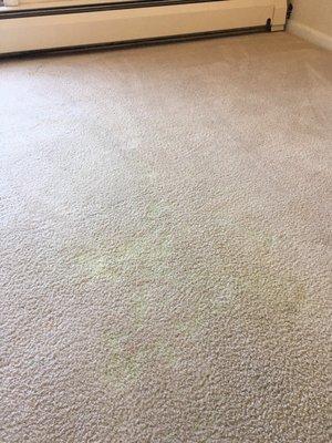 Additional carpet staining. Appears to be bleach.