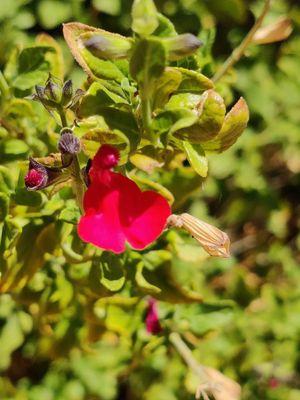 Salvia microphylla