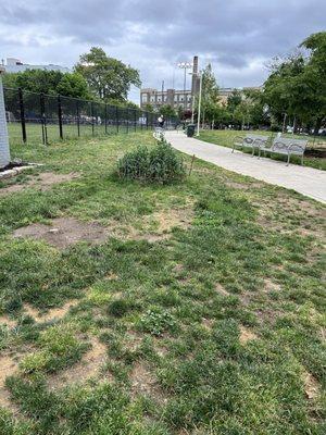 Trail leading to the dog park area.