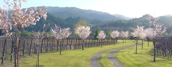 Trespass Vineyard