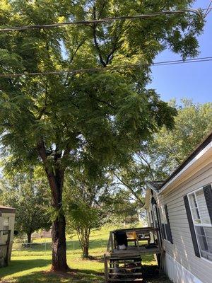 Tree over hanging house and dead limbs