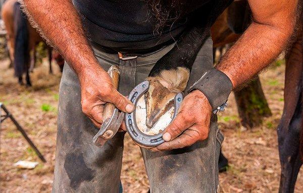 Farrier Services