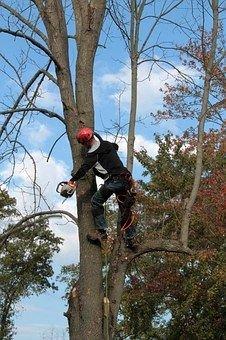 Michael Williams Tree Service