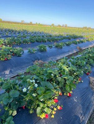 Strawberry fields