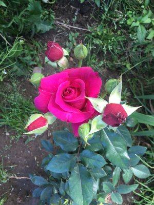 This is what I got for a plum rose, a MAGENTA rose.