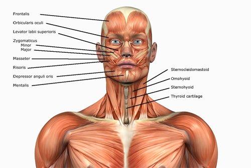 Facial Muscles, this helps with Microcurrent facials