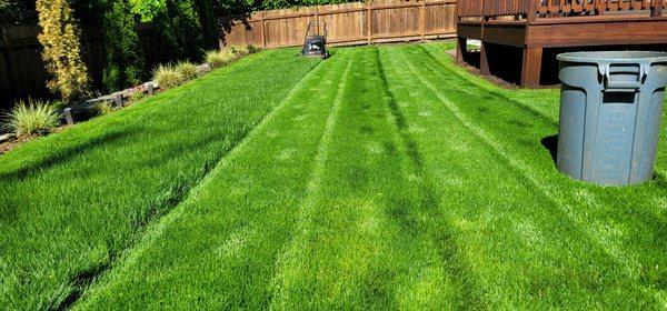 Mowing maintained lawn