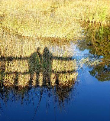 Late afternoon Bayou Walk offered a perfect silhouette!