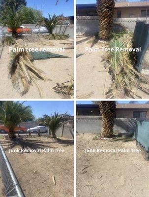 Palm tree removal