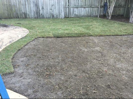 Allied Farms Zoysia sod being installed