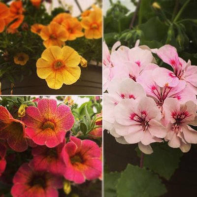 Come in and see our perennial selection today!