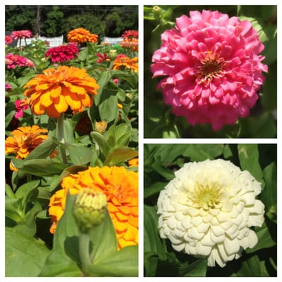 Zinnias Are In Full Bloom Now! Brighten Your Landscape With These Beautiful Flowers!