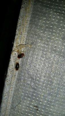 Suspect you have bed bugs? Bed bugs will not just go away without treatment. Call us today!