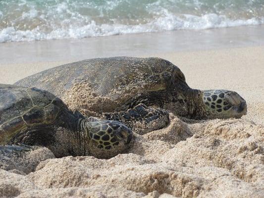 Sea Turtles Sunning