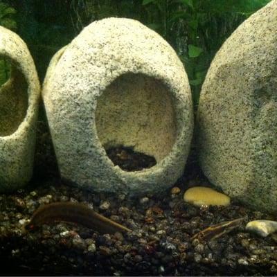 Say hello to my little eel friend! His buddy is hiding somewhere else. Love these guys!