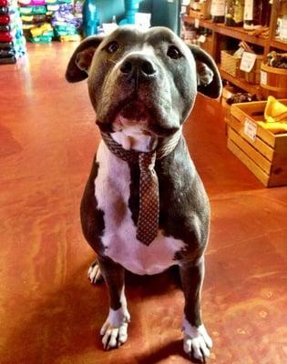 Bruce, one of our store mascots modeling our new upcycled vintage dog ties.