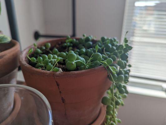 String of Pearls plant that's grown from a small plant from Soil and Soul