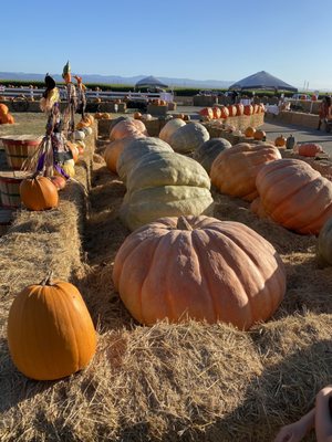 Giant pumpkins!