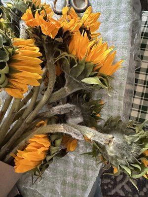 Sunflowers, crushed and with mold