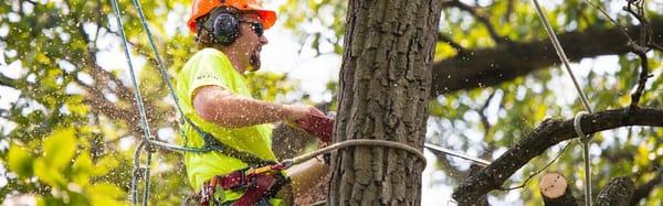 Fast Tree Removal Services