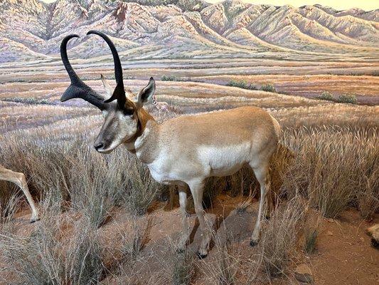 Pronghorn