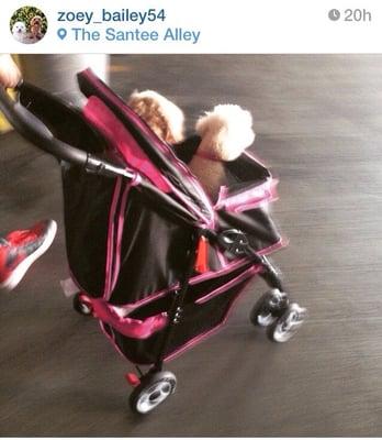 New stroller from Puppyroo