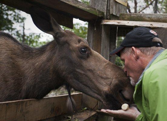 Kiss a Moose anyone ???