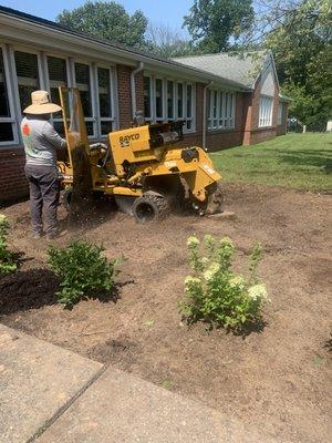 Chavos Tree Service & Landscaping