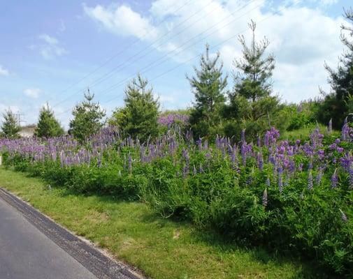 TerraSeeding Lawns, Wildflowers, Embankments, Steep Grades.