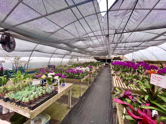 Orchid greenhouse