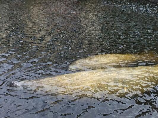 Manatees in a small public area, up close and personal.