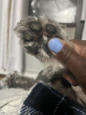 All four paws with deep cuts