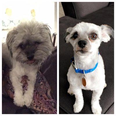 Before and after. Pictures don't do justice! He looks like a completely different dog!!