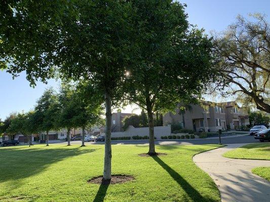 Beautiful sun behind the trees!