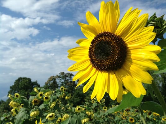 Sunflowers, cut your own.