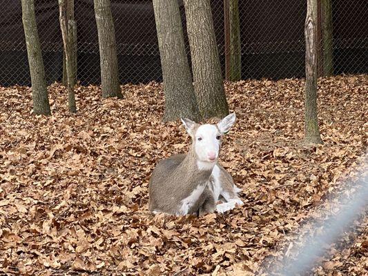 Reindeer!