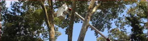 Ackerman Tree Services