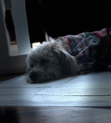 Beckett napping after Continental Groomers.