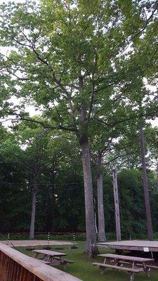 Enjoy Great Chow underneath a beautiful canopy of Oaks!