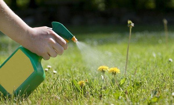 Weed control Services