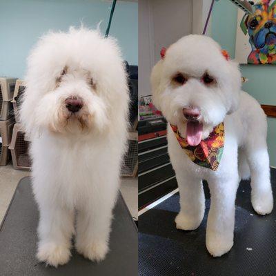 Transformation on point ! #pkaugusta groomed by Rina