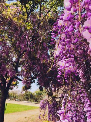 Beautiful wisteria trees.