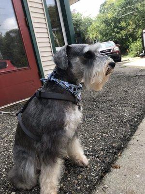 Miniature Schnauzer