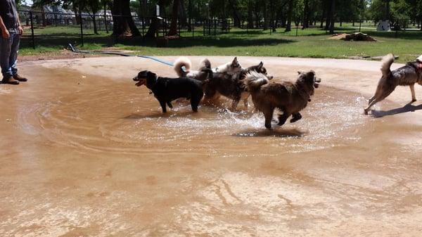 The dogs having fun in the pool at the Midwest City dog park.