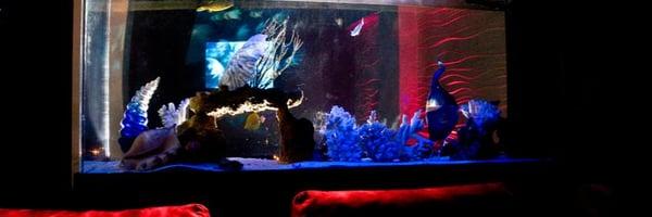 2 large salt water aquariums.